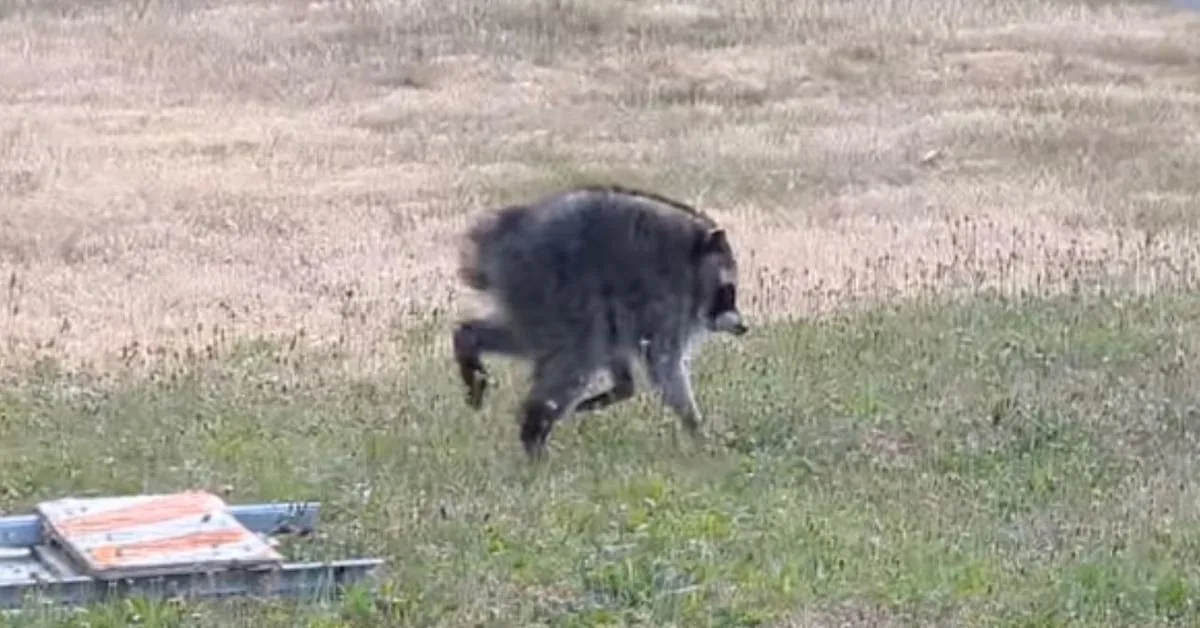 Jimothy the Raccoon Is Real, but AI Remixes of Seattle’s Lopsided Viral Star Are Sending Him Into Fantasy Worlds, Games, and Confusing the Internet